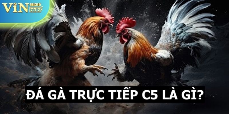 Khái quát thông tin về giải đấu chọi gà trực tiếp C5 cho khách hàng