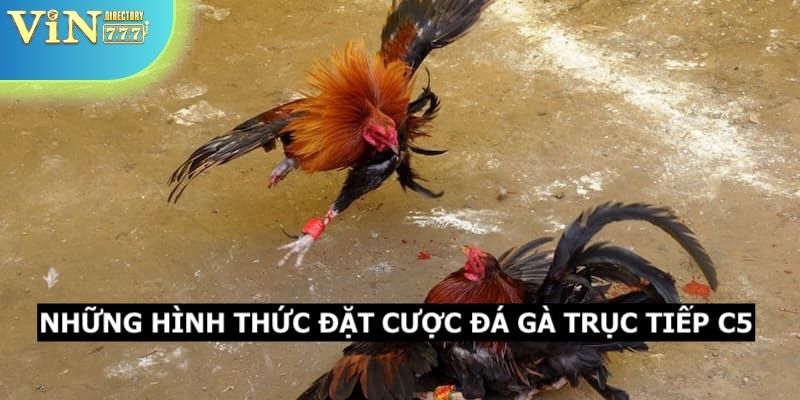 Một vài hình thức đặt cược chọi gà C5 mà bạn có thể tham gia