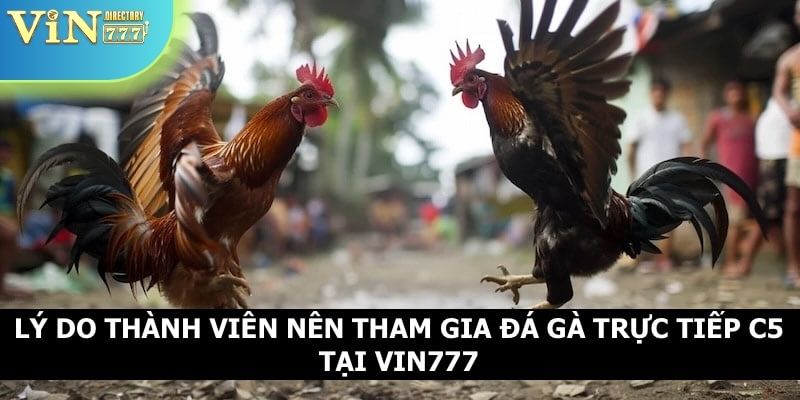 Lý do vì sao anh em nên tham gia chơi chọi gà trực tiếp C5 tại Vin777