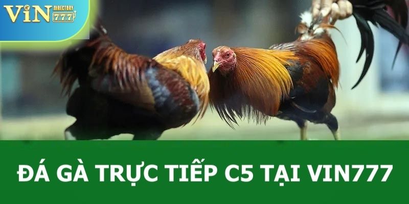Đá gà trực tiếp C5 tại Vin777