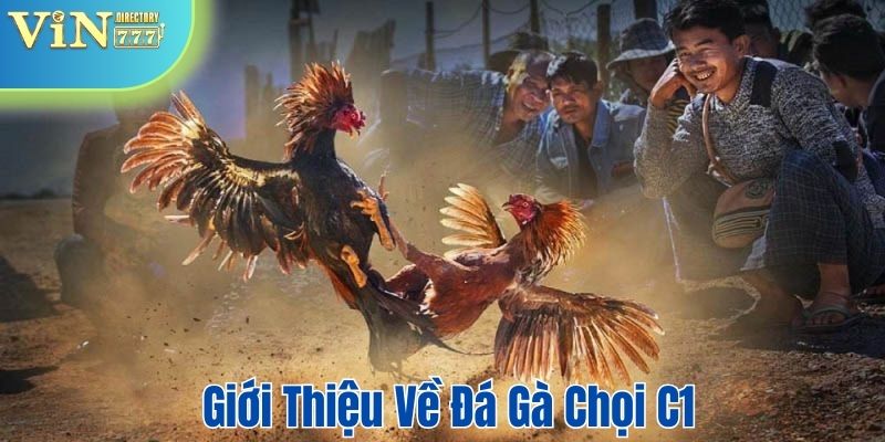 Giới thiệu về đá gà chọi C1